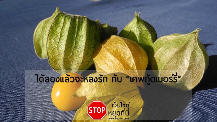 ได้ลองแล้วจะหลงรัก กับ เคพกู้ดเบอร์รี่